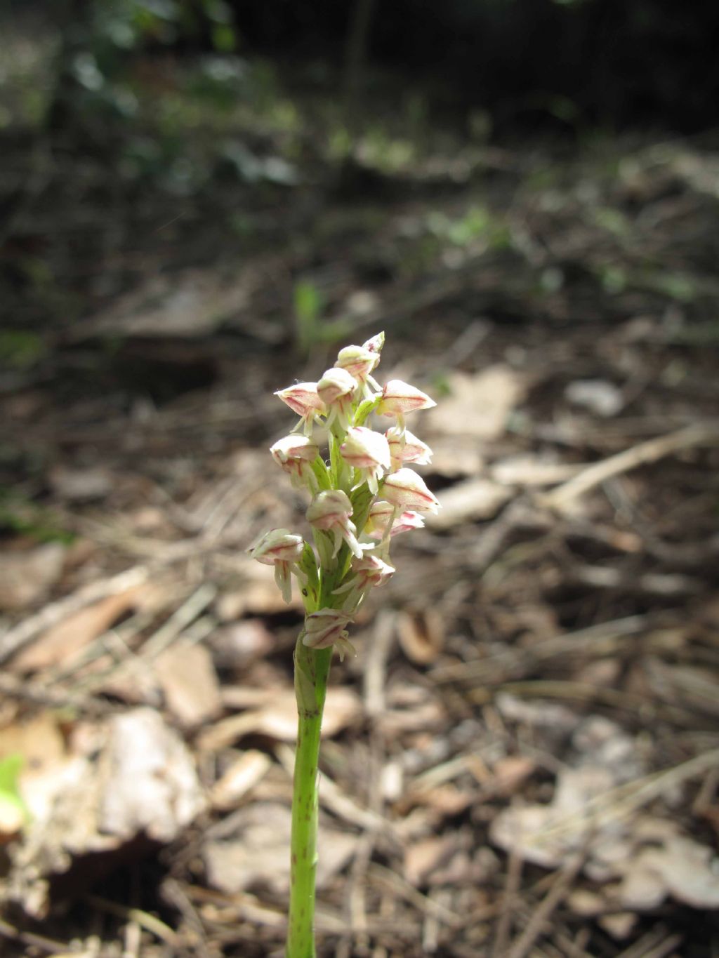 Orchidee del Vesuvio